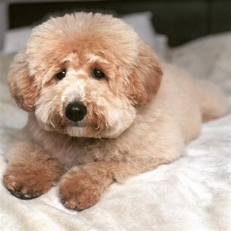 Teddy the dog - The dog house is for you to woof over your favorite Teddy (thats me!) moments, and share pawsome pics of your pets! You'll also get exclusive info on new releases, and... Teddy the Dog Community